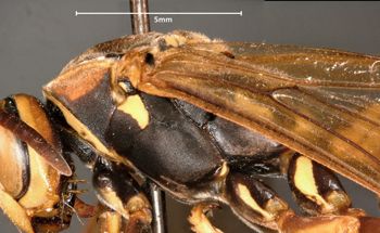 Media type: image;   Entomology 33154 Aspect: thorax lateral